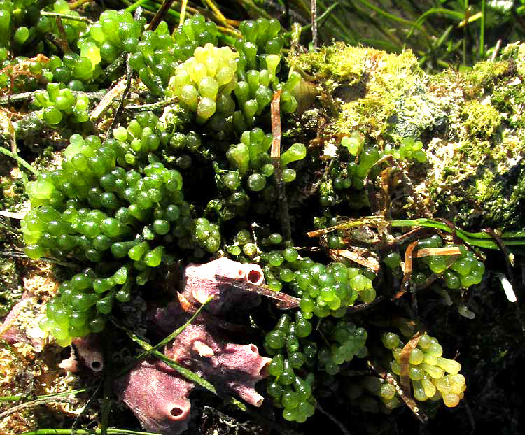 Sea Grapes, CAULERPA RACEMOSA