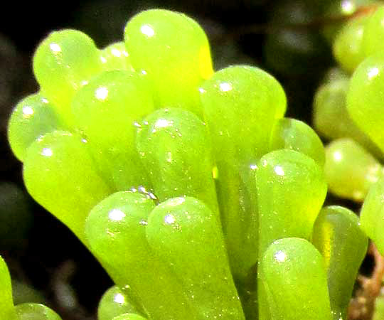 Sea Grapes, CAULERPA RACEMOSA, close-up