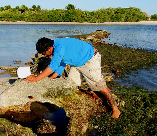 exploring at low tide