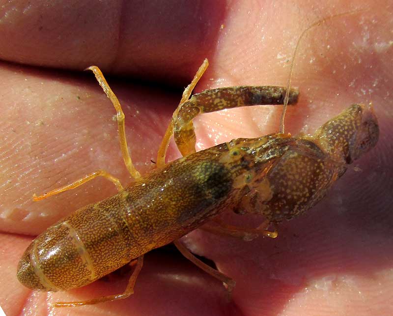 Snapping Shrimp, ALPHEUS cf CARLAE