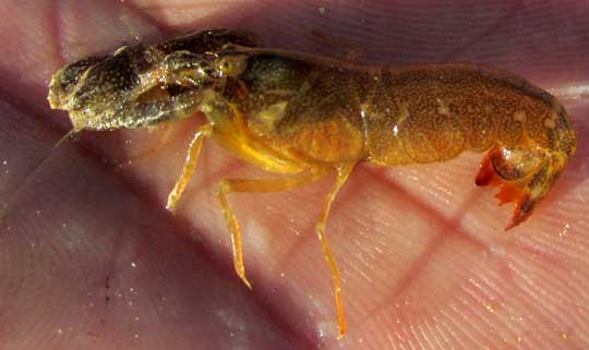 Snapping Shrimp, ALPHEUS cf CARLAE, side view