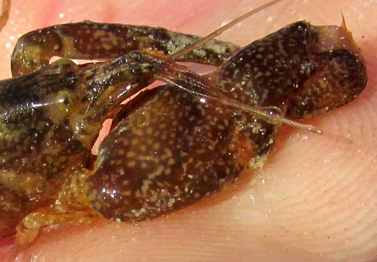 Snapping Shrimp, ALPHEUS cf CARLAE, large claw