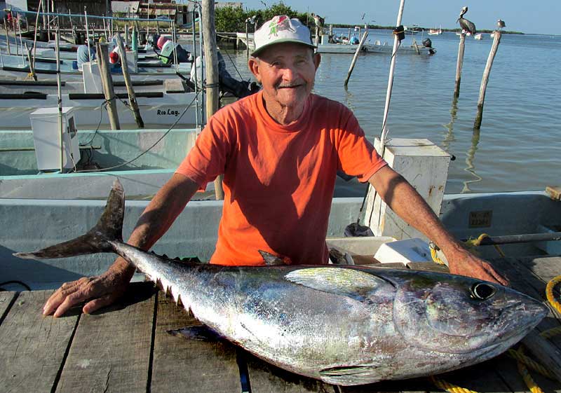 Atlantic Bluefin Tuna, THUNNUS THYNNUS