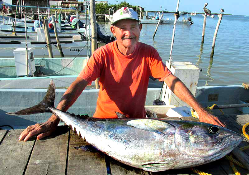 Atlantic Bluefin Tuna, THUNNUS THYNNUS