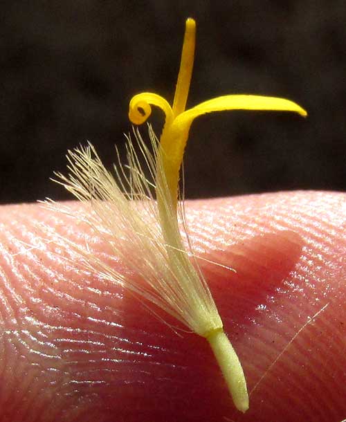 TRIXIS INULA, floret