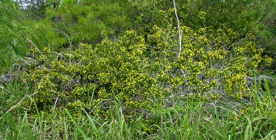 TRIXIS INULA, habitat