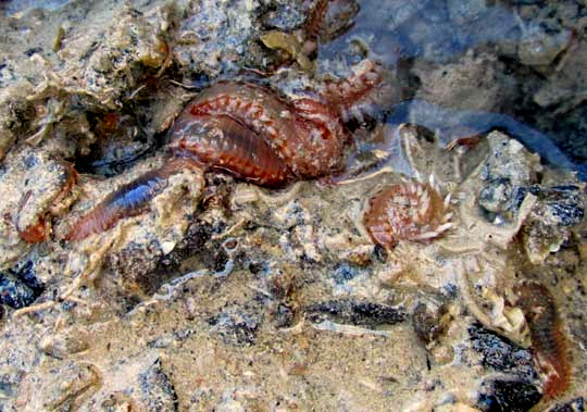  Fireworms, EURYTHOE COMPLANATA, habitat