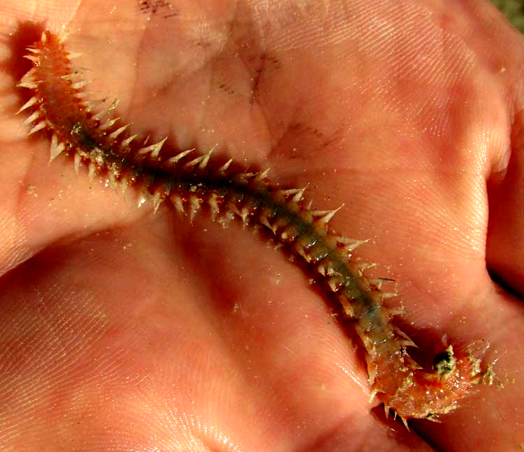 Fireworm, EURYTHOE COMPLANATA