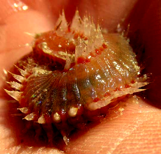  Fireworm, EURYTHOE COMPLANATA, curled up in hand