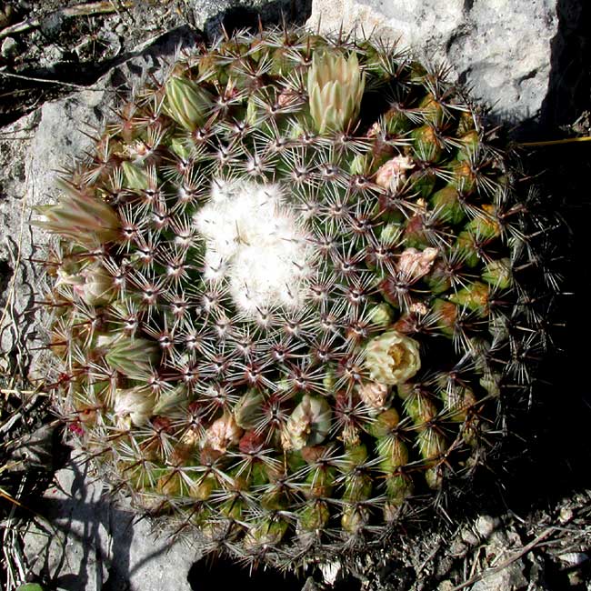 Gaumer's Mammillaria, Mammillaria gaumeri, flowering