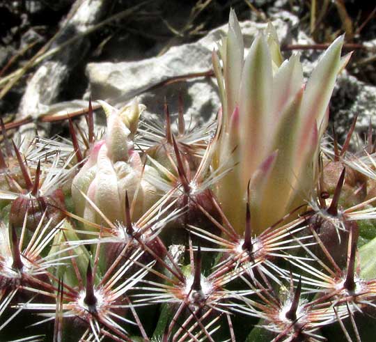Gaumer's Mammillaria, Mammillaria gaumeri, flower & spine clusters