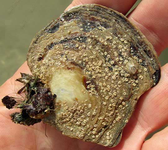 Flat Tree Oyster, ISOGNOMON ALATUS