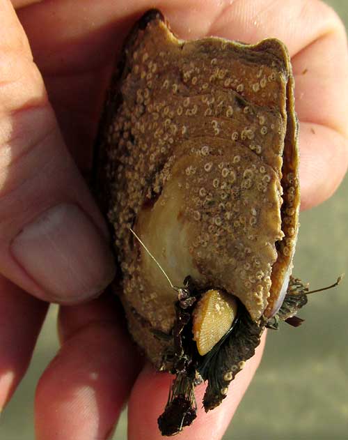 Flat Tree Oysters, ISOGNOMON ALATUS, frontal view