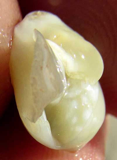 Common Atlantic Marginella, PRUNUM APICINUM, bottom