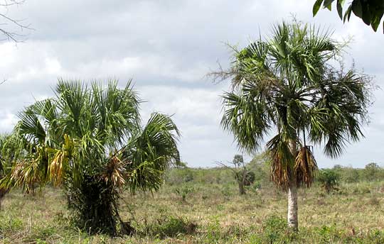 SABAL MEXICANA on left, Sabal yapa on right