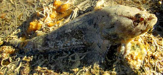 Spotted Scorpionfish, SCORPAENA PLUMIERI, out of water, on pelvic fins