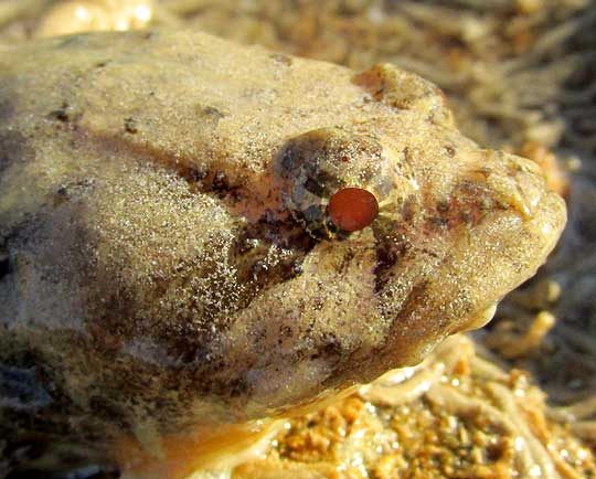 Spotted Scorpionfish, SCORPAENA PLUMIERI, eye