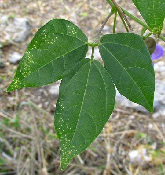 VIGNA CANDIDA, leaf