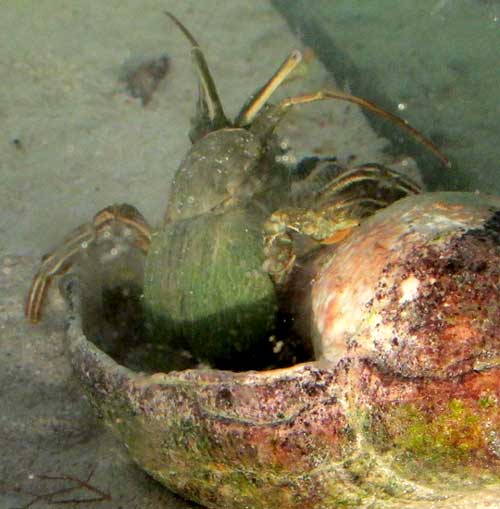 Striped Hermit Crab, CLIBANARIUS VITTATUS, emerging from shell