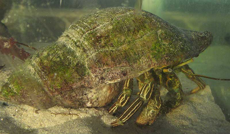 Striped Hermit Crab, CLIBANARIUS VITTATUS