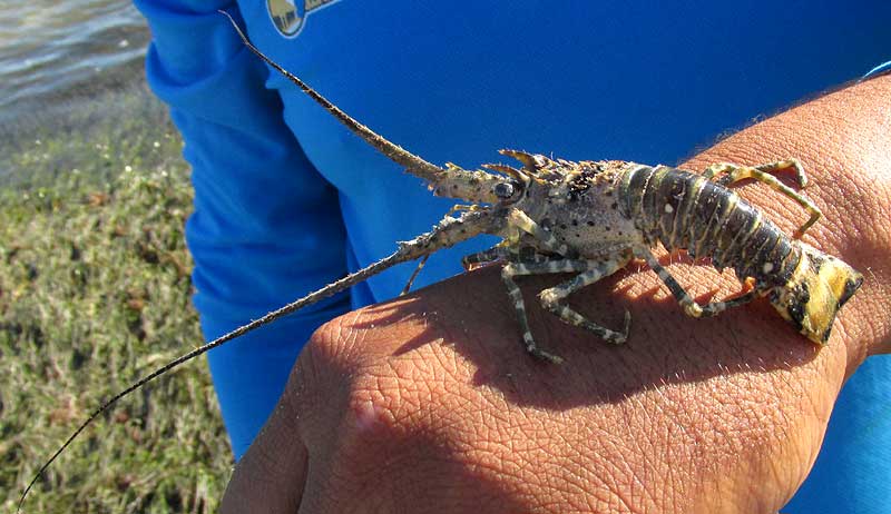 Smoothtail Spiny Lobster, PANULIRUS LAEVICAUDA