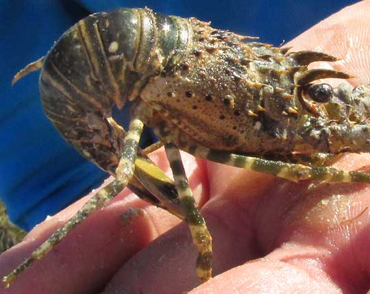 Smoothtail Spiny Lobster, PANULIRUS LAEVICAUDA, tail curled