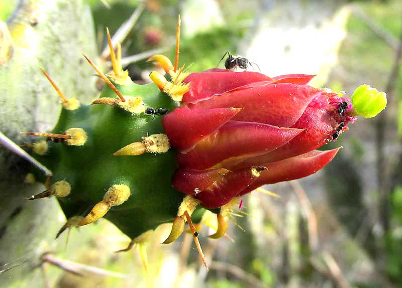 NOPALEA INAPERTA flower