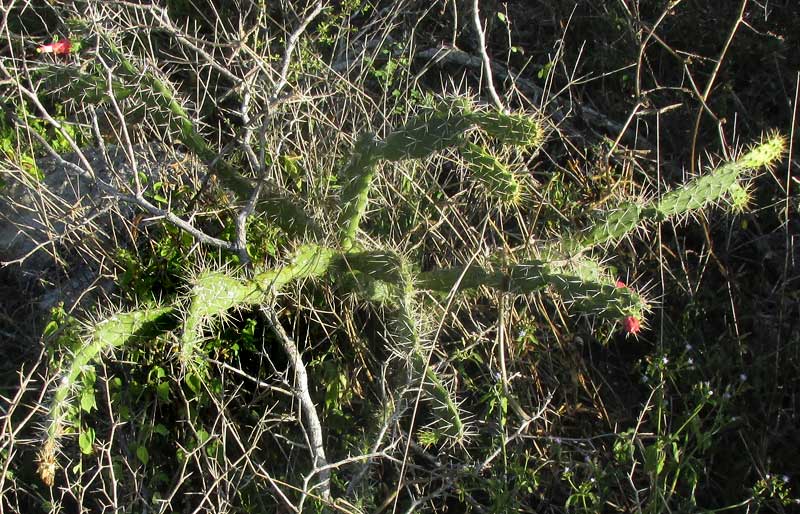 NOPALEA GAUMERI, habitat