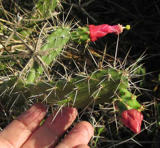 NOPALEA GAUMERI, pads with flowers