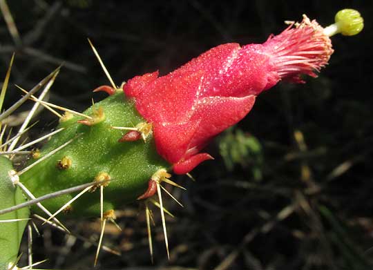 NOPALEA GAUMERI, flower