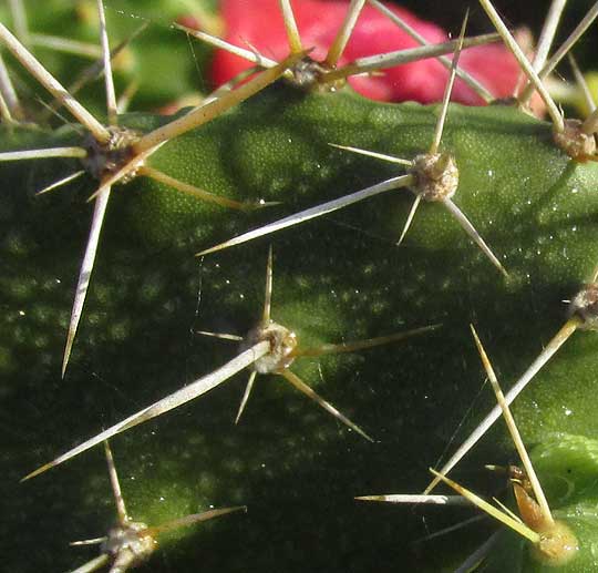 NOPALEA GAUMERI, spine clusters