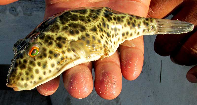 Checkered Puffer, SPHOEROIDES TESTUDINEUS