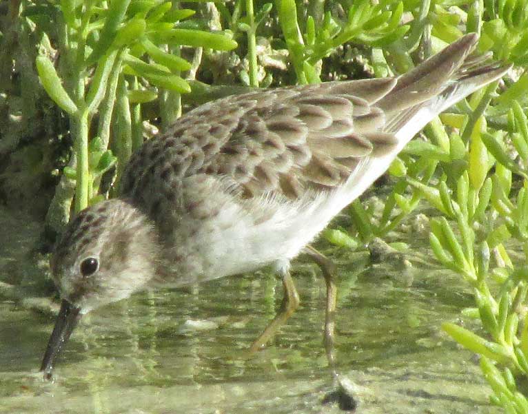 Least Sandpiper, CALIDRIS MINUTILLA, winter plumage