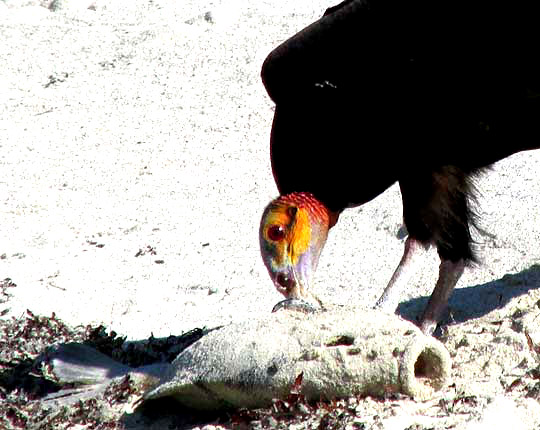 Lesser Yellow-headed Vulture, CATHARTES BURROVIANUS, eating a fish