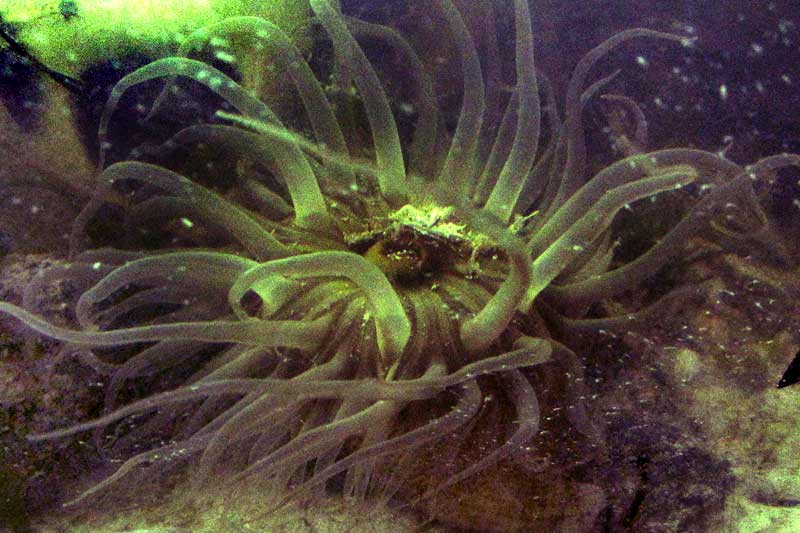 cf. Brown Glass Anemone, AIPTASIA PALLIDA, showing mouth