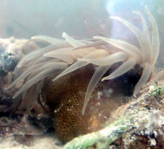 cf. Brown Glass Anemone, AIPTASIA PALLIDA, shortened