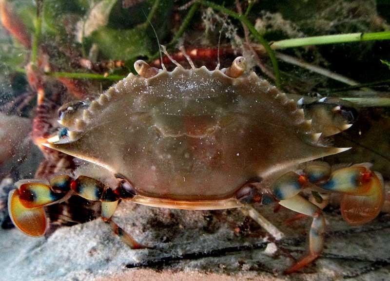 Ornate Blue Crab, CALLINECTES ORNATUS, back view