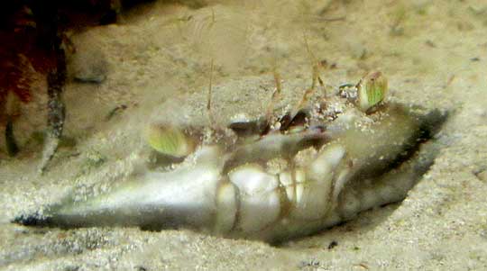 Ornate Blue Crab, CALLINECTES ORNATUS, mostly buried in sand