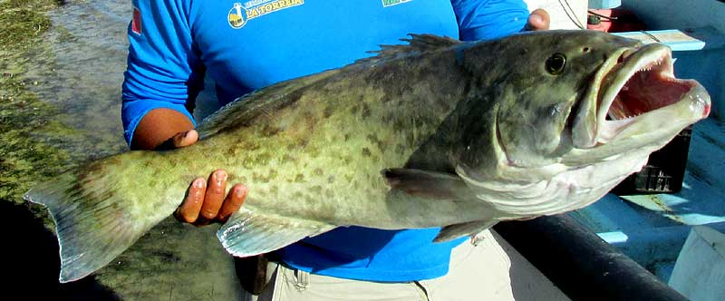 Black Grouper, MYCTEROPERCA BONACI