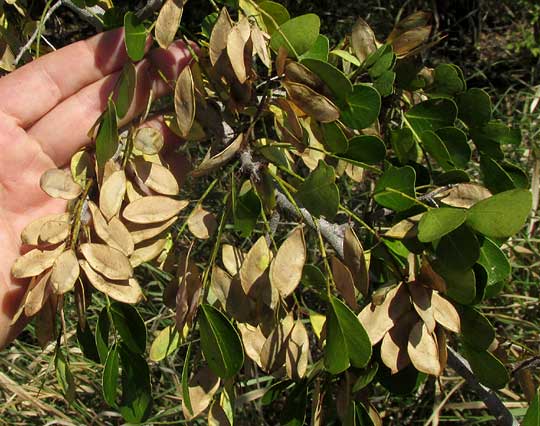 Logwood, HAEMATOXYLUM CAMPECHIANUM, legumes on branch