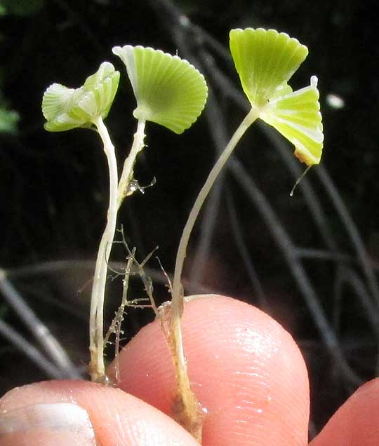 Mermaid's Wineglass, ACETABULARIA CRENULATA