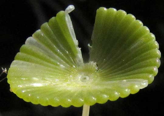 Mermaid's Wineglass, ACETABULARIA CRENULATA, cap