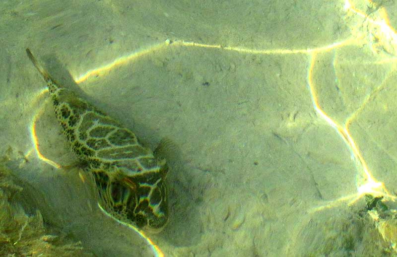 Checkered Puffer, SPHOEROIDES TESTUDINEUS, in habitat