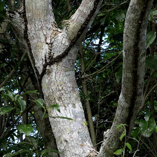Princewood, CORDIA GERASCANTHUS, trunk with termite tubes