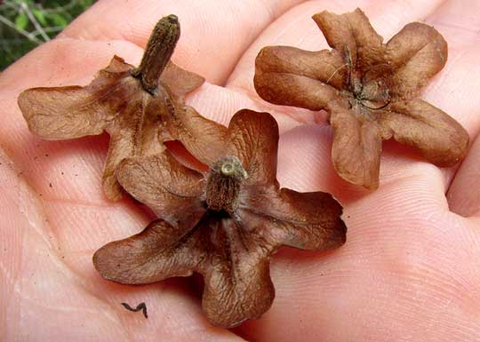 Princewood, CORDIA GERASCANTHUS, brown, dried-up corollas