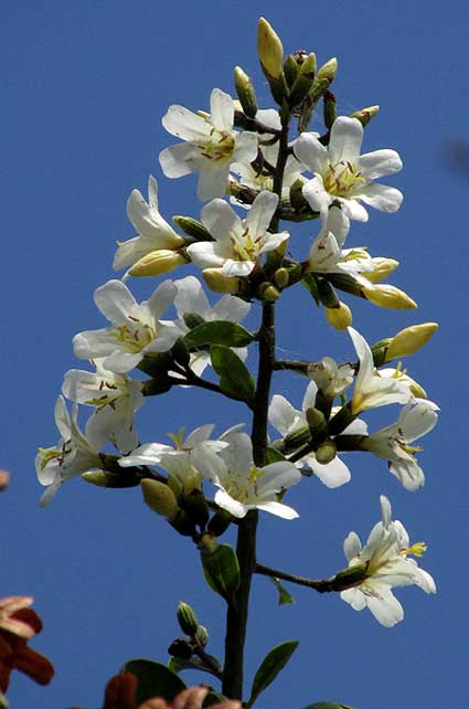 Princewood, CORDIA GERASCANTHUS, panicle