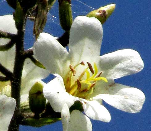 Princewood, CORDIA GERASCANTHUS, flower