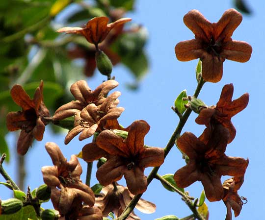 Princewood, CORDIA GERASCANTHUS, brown, dry corollas on tree