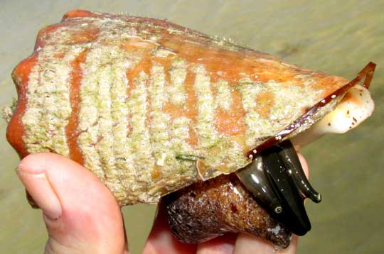 Queen Conch, STROMBUS GIGAS, small shell, top