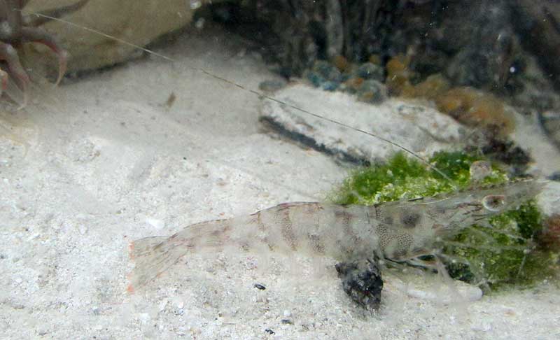 Northern Pink Shrimp, PENAEUS (Farfantepenaeus) DUORARUM